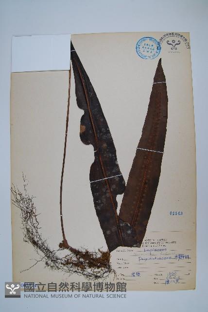 大星蕨藏品圖，第1張