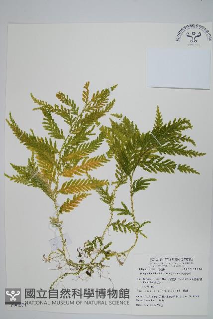 全緣卷柏藏品圖，第1張