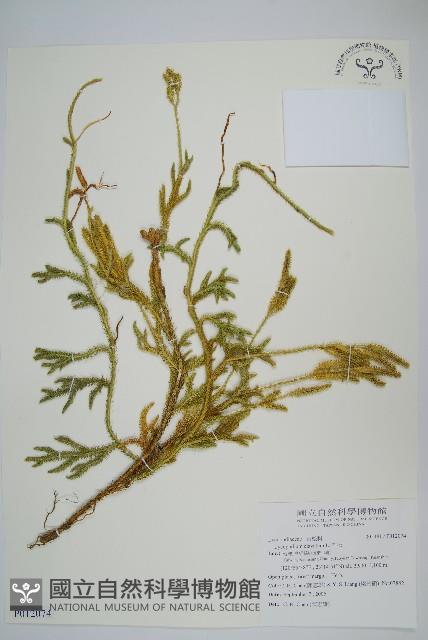 石松藏品圖，第1張