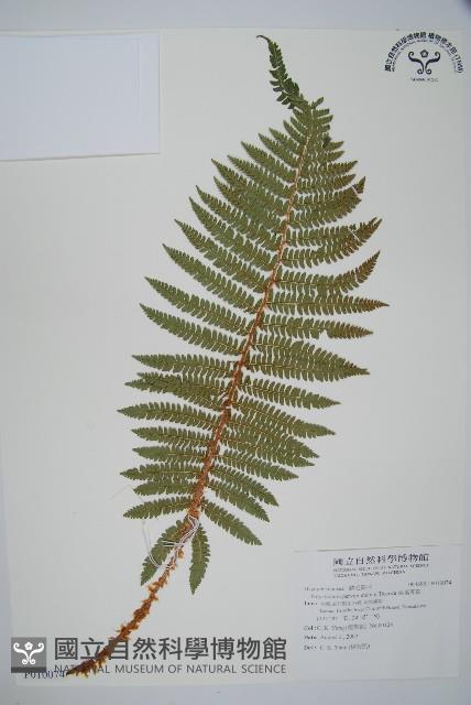 尖葉耳蕨藏品圖，第1張