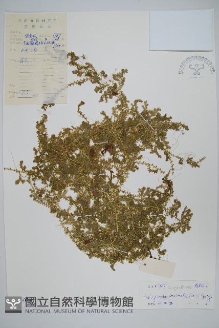 疏葉卷柏藏品圖，第1張