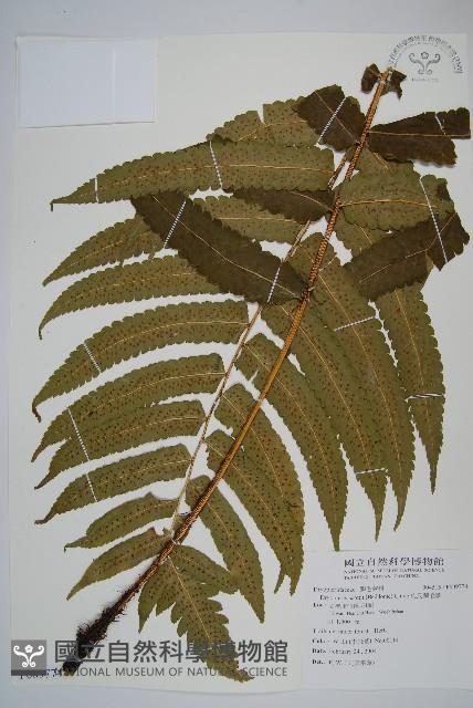 史氏鱗毛蕨藏品圖，第1張