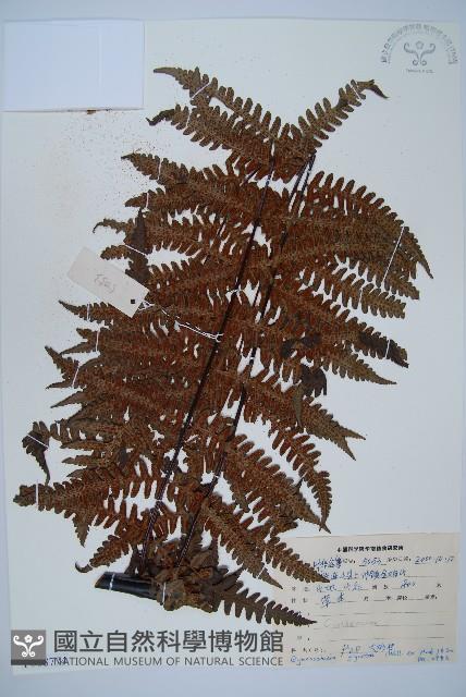 大葉黑桫欏藏品圖，第1張