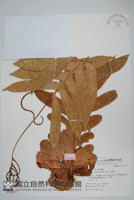 連珠蕨藏品圖，第1張