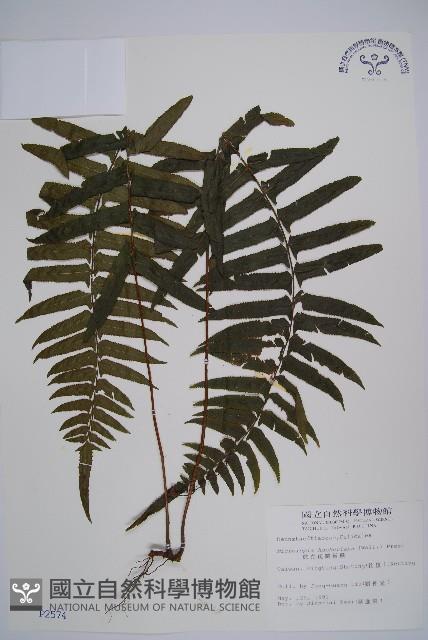 虎克氏鱗蓋蕨藏品圖，第1張