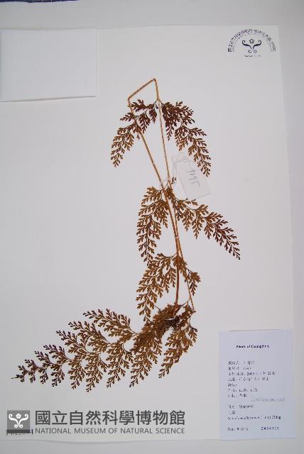 烏蕨藏品圖，第1張