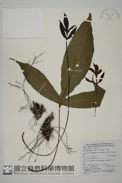 沙皮蕨藏品圖，第1張