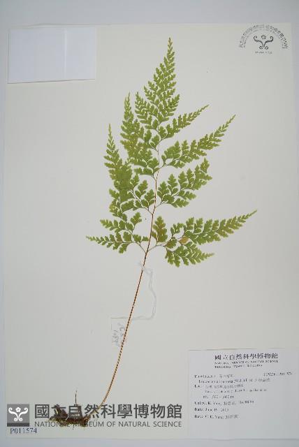 大膜蓋蕨藏品圖，第1張