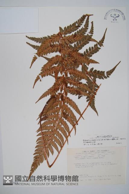 鐮葉耳蕨藏品圖，第1張