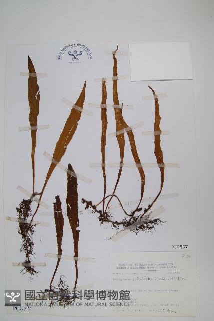 柳葉劍蕨藏品圖，第1張