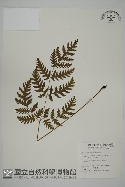 薄葉三叉蕨藏品圖，第1張