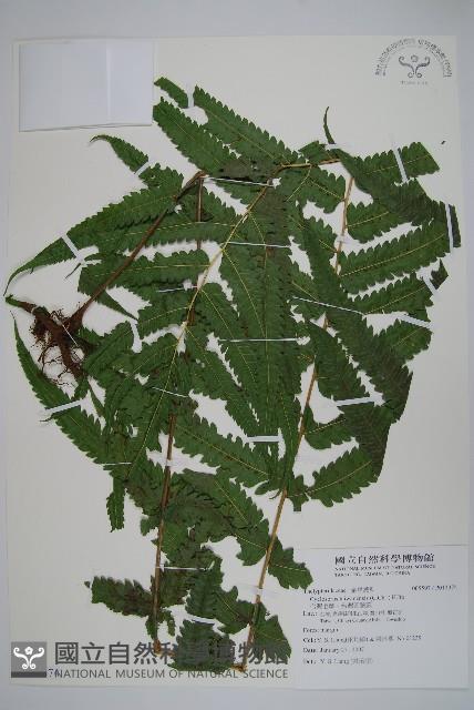 台灣毛蕨、台灣圓腺蕨藏品圖，第1張