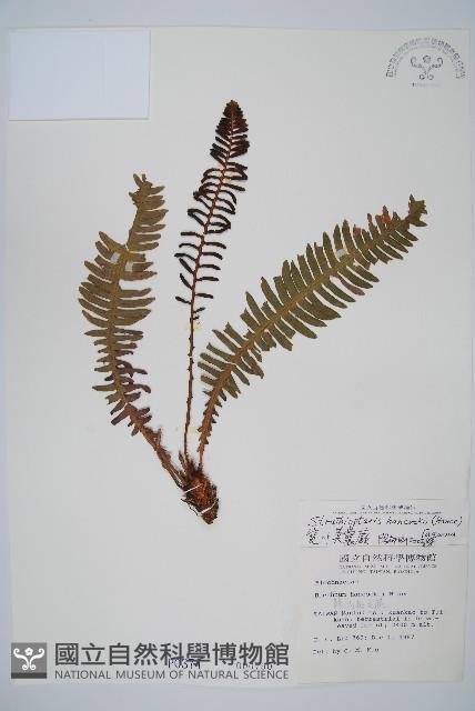 韓氏羅曼蕨藏品圖，第1張