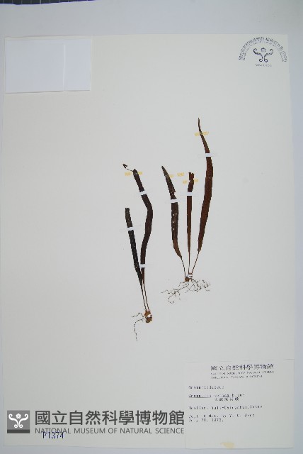 大武禾葉蕨藏品圖，第1張