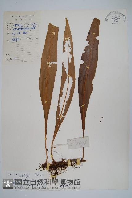 大星蕨藏品圖，第1張