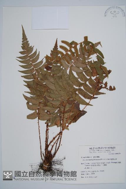 鞭葉耳蕨藏品圖，第1張