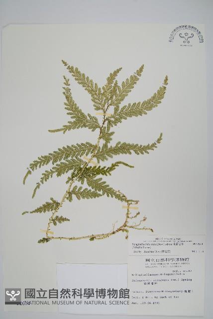 全緣卷柏藏品圖，第1張