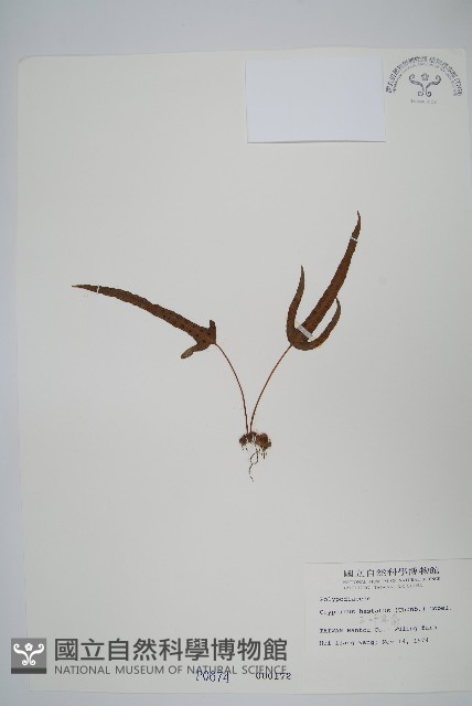 三葉茀蕨藏品圖，第1張