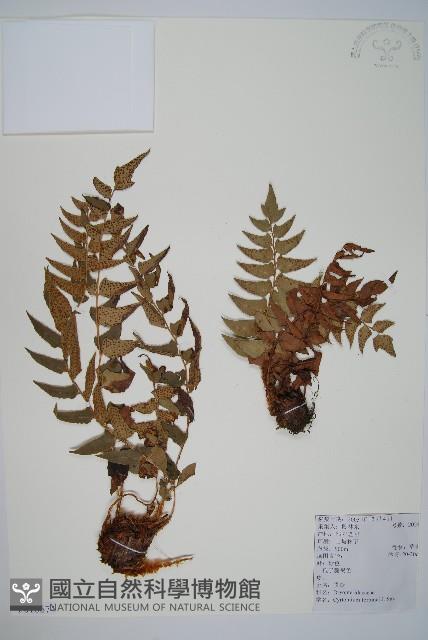 貫眾蕨藏品圖，第1張