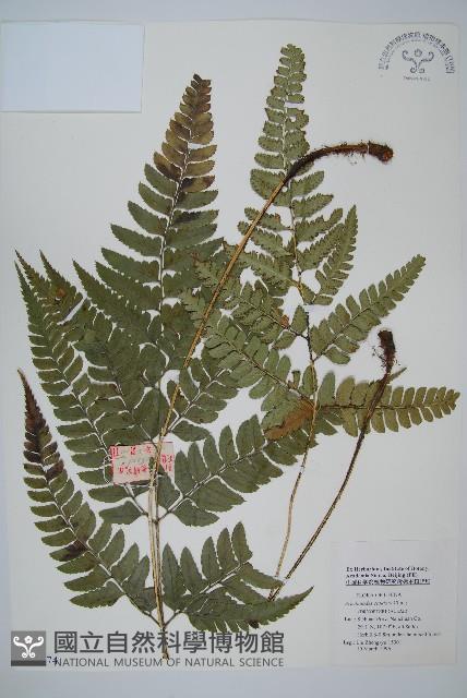 尾形複葉耳蕨藏品圖，第1張