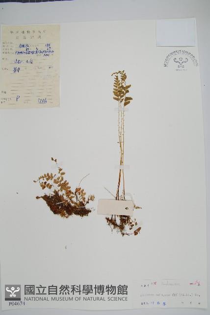 網脈鱗始蕨藏品圖，第1張