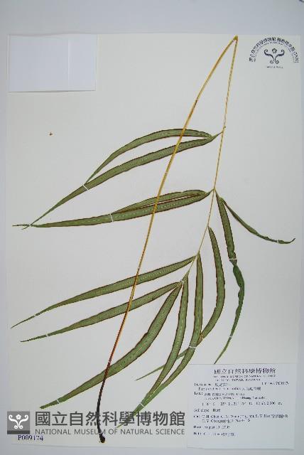 大葉鳳尾蕨藏品圖，第1張