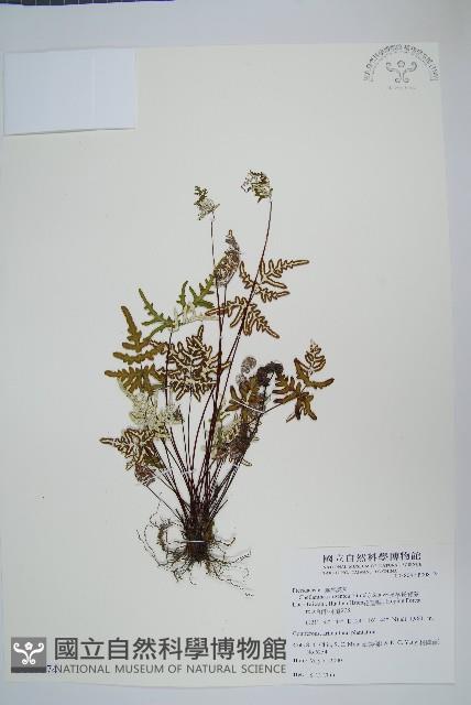 長柄粉背蕨藏品圖，第1張