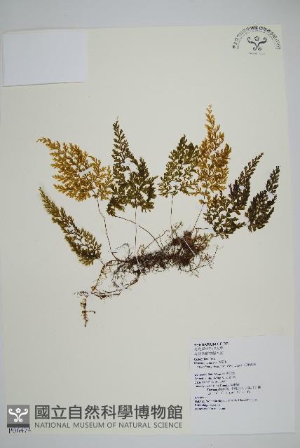 細葉蕗蕨藏品圖，第1張