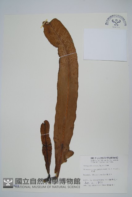 星蕨藏品圖，第1張