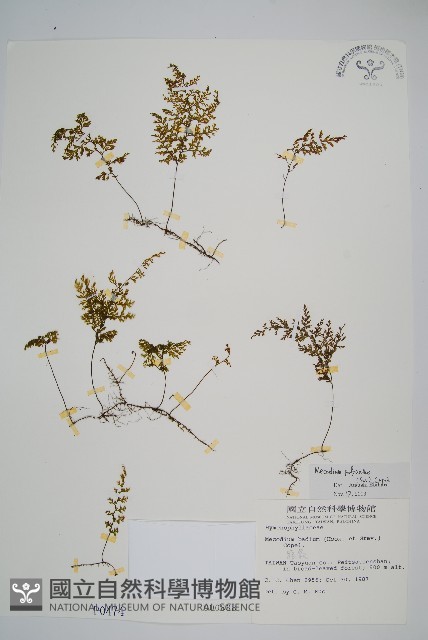 細葉蕗蕨藏品圖，第1張