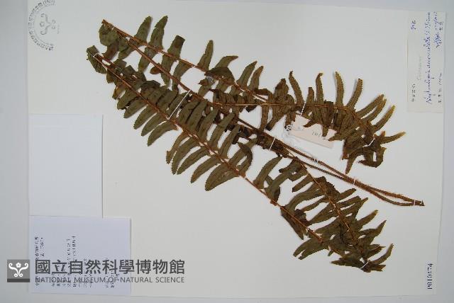 腎蕨藏品圖，第1張