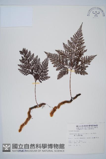 海州骨碎補藏品圖，第1張