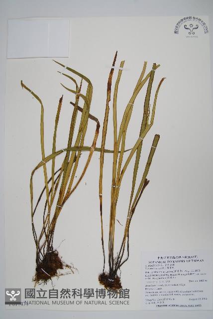 書帶蕨藏品圖，第1張