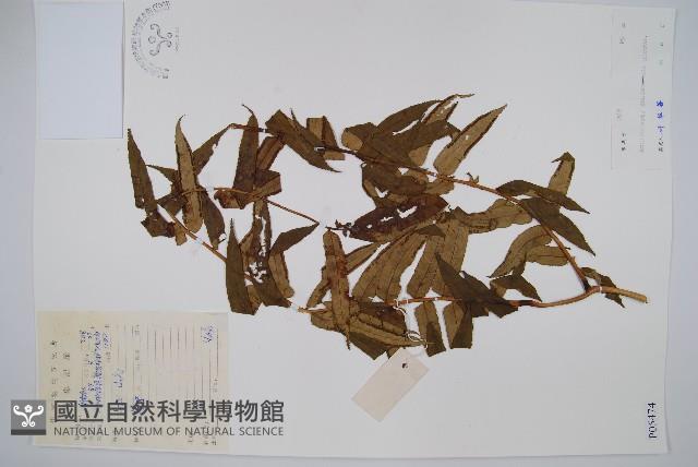 福建蓮座蕨藏品圖，第1張