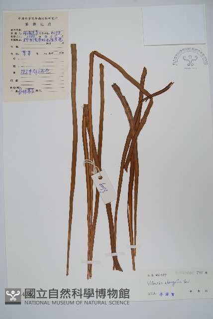 唇邊書帶蕨藏品圖，第1張