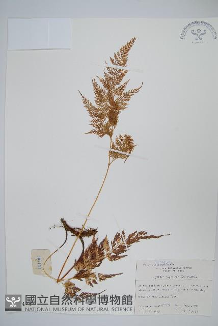 日本金粉蕨藏品圖，第1張