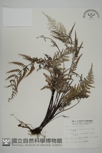 粉葉蕨藏品圖，第1張