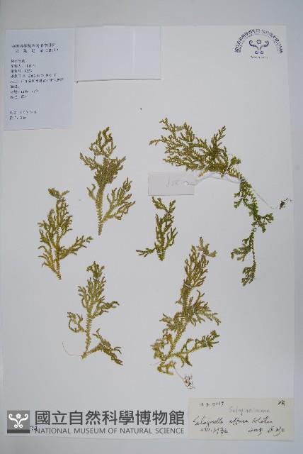 疏松卷柏藏品圖，第1張