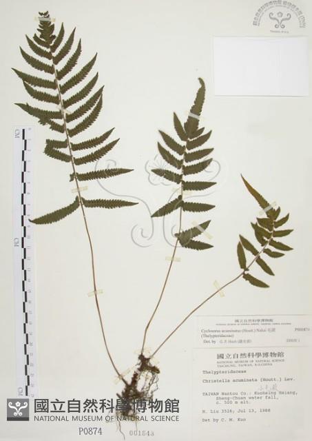 毛蕨藏品圖，第1張
