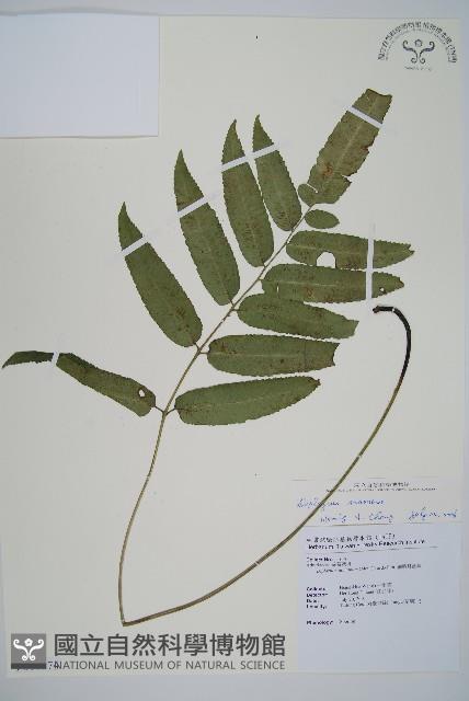 馬鞍山雙蓋蕨藏品圖，第1張