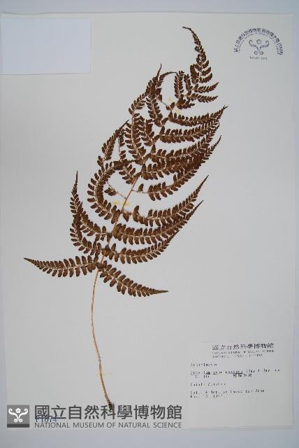 姬蹄蓋蕨藏品圖，第1張