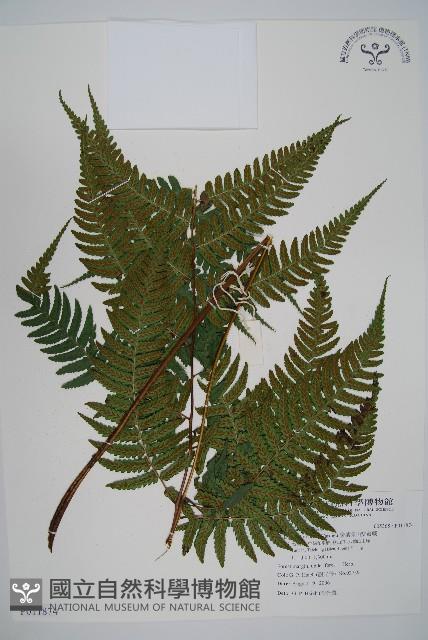 廣葉深山雙蓋蕨藏品圖，第1張