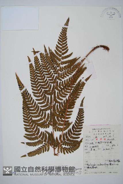 太平鱗毛蕨藏品圖，第1張