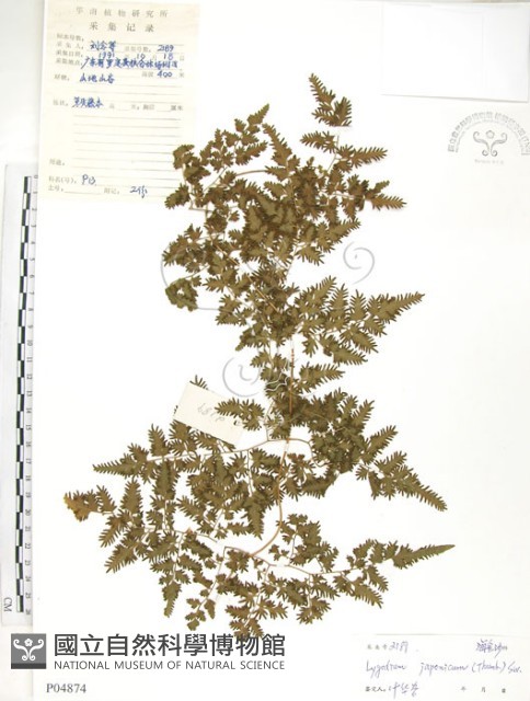海金沙藏品圖，第1張
