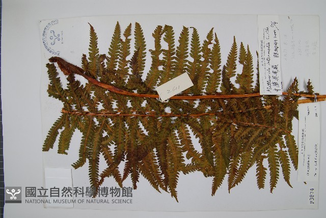 中華莢果蕨藏品圖，第1張