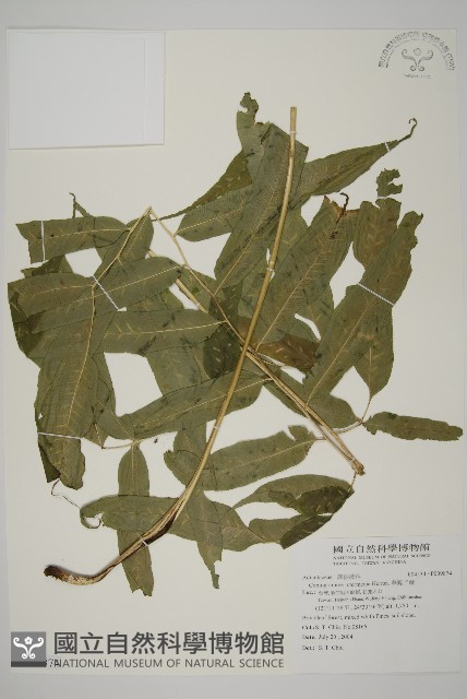 華鳳丫蕨藏品圖，第1張
