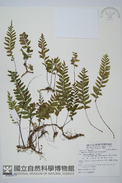 單邊鐵角蕨藏品圖，第1張