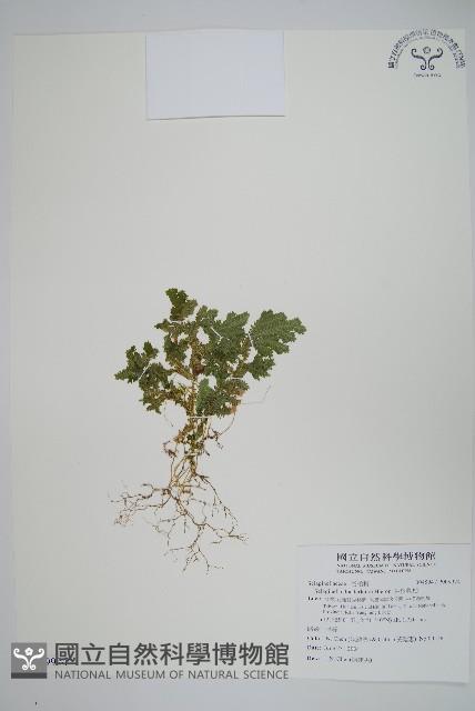 生根卷柏藏品圖，第1張