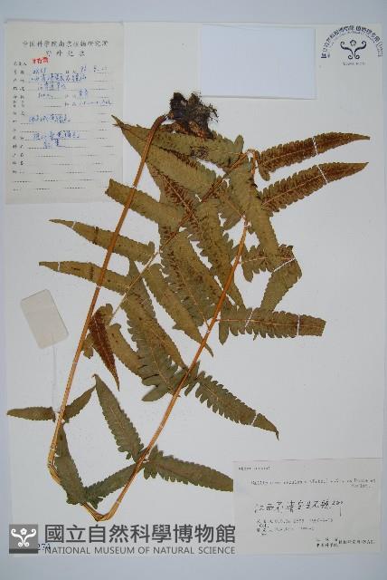 菜蕨藏品圖，第1張