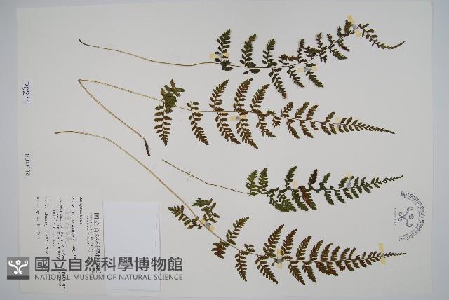 蓬萊蹄蓋蕨藏品圖，第1張